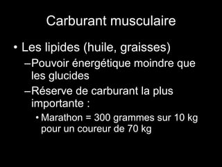 Carburant musculaire Les lipides (huile, graisses) Pouvoir énergétique moindre que les glucides Réserve de carburant la plus importante : Marathon = 300 grammes sur 10 kg pour un coureur de 70 kg 