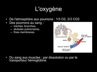 L'oxygène De l'atmosphère aux poumons : 1/3 O2, 2/3 CO2 Des poumons au sang : trachée, bronches, alvéoles pulmonaires, fines membranes Du sang aux muscles : par dissolution ou par le transporteur hémoglobine 