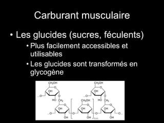 Carburant musculaire Les glucides (sucres, féculents) Plus facilement accessibles et utilisables Les glucides sont transformés en glycogène 