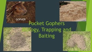 Pocket Gophers
Biology, Trapping and
Baiting
 