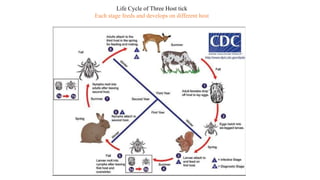 Life Cycle of Three Host tick
Each stage feeds and develops on different host
 