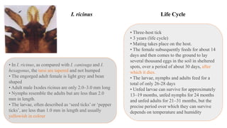 • In I. ricinus, as compared with I. canisuga and I.
hexagonus, the tarsi are tapered and not humped
• The engorged adult female is light grey and bean
shaped
• Adult male Ixodes ricinus are only 2.0–3.0 mm long
• Nymphs resemble the adults but are less than 2.0
mm in length.
• The larvae, often described as ‘seed ticks’ or ‘pepper
ticks’, are less than 1.0 mm in length and usually
yellowish in colour
• Three-host tick
• 3 years (life cycle)
• Mating takes place on the host.
• The female subsequently feeds for about 14
days and then comes to the ground to lay
several thousand eggs in the soil in sheltered
spots, over a period of about 30 days, after
which it dies.
• The larvae, nymphs and adults feed for a
total of only 26-28 days
• Unfed larvae can survive for approximately
13–19 months, unfed nymphs for 24 months
and unfed adults for 21–31 months, but the
precise period over which they can survive
depends on temperature and humidity
Life Cycle
I. ricinus
 