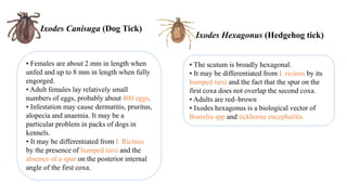 • Females are about 2 mm in length when
unfed and up to 8 mm in length when fully
engorged.
• Adult females lay relatively small
numbers of eggs, probably about 400 eggs.
• Infestation may cause dermatitis, pruritus,
alopecia and anaemia. It may be a
particular problem in packs of dogs in
kennels.
• It may be differentiated from I. Ricinus
by the presence of humped tarsi and the
absence of a spur on the posterior internal
angle of the first coxa.
Ixodes Canisuga (Dog Tick)
• The scutum is broadly hexagonal.
• It may be differentiated from I. ricinus by its
humped tarsi and the fact that the spur on the
first coxa does not overlap the second coxa.
• Adults are red–brown
• Ixodes hexagonus is a biological vector of
Borrelia spp and tickborne encephalitis.
Ixodes Hexagonus (Hedgehog tick)
 