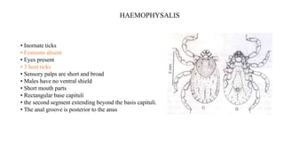 • Inornate ticks
• Festoons absent
• Eyes present
• 3 host ticks
• Sensory palps are short and broad
• Males have no ventral shield
• Short mouth parts
• Rectangular base capituli
• the second segment extending beyond the basis capituli.
• The anal groove is posterior to the anus
HAEMOPHYSALIS
 
