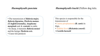 • The transmission of Babesia major,
Babesia bigemina, Theileria mutans
(T. buffeli/orientalis), Anaplasma
marginale and A. centrale in cattle.
• In sheep, it transmits Babesia motasi
and the benign Theileria ovis.
• Cause tick paralysis
Haemaphysalis punctata
This species is responsible for the
transmission of
• Canine piroplasmosis (B. canis) in
dogs,
• Tickbite fever (Rickettsia conorii)
• Coxiella burnetii
Haemaphysalis leachi (Yellow dog tick)
 