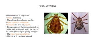 • Medium-sized to large ticks
• Ornate patterning
• The palps and mouthparts are short
• Basis capituli is rectangular
• Festoons and eyes are present.
• Coxae progressively increase insize from
I to IV. and, in the adult male , the coxa of
the fourth pair of legs is greatly enlarged.
• The males lack ventral plates
• Three host tick and one host tick
DERMACENTOR
 