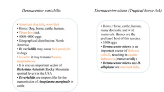 • American dog tick, wood tick
• Hosts: Dog, horse, cattle, human.
• Three-host tick
• 4000–6000 eggs
• Geographical distribution: North
America
• D. variabilis may cause tick paralysis
in dogs
• In cattle it may transmit bovine
anaplasmosis
• It is also an important vector of
Rickettsia rickettsii (Rocky Mountain
spotted fever) in the USA
• D.variabilis are responsible for the
transmission of Anaplasma marginale in
cattle
Dermacentor variabilis
• Hosts: Horse, cattle, human,
many domestic and wild
mammals. Horses are the
preferred host of this species.
• 3500 eggs
• Dermacentor nitens is an
important vector of Babesia
caballi, resulting in equine
babesiosis.(transovarially)
• Dermacentor nitens and D.
albipictus are one-host ticks.
Dermacentor nitens (Tropical horse tick)
 