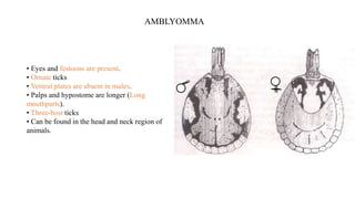 • Eyes and festoons are present.
• Ornate ticks
• Ventral plates are absent in males.
• Palps and hypostome are longer (Long
mouthparts).
• Three-host ticks
• Can be found in the head and neck region of
animals.
AMBLYOMMA
 