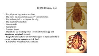 • The palps and hypostome are short.
• The males have adanal or accessory ventral shields.
• The basis capituli is hexagonal dorsally.
• The mouthparts are short
• Inornate ticks
• Eyes present
• Festoons absent
• These ticks are most important vectors of Babesia spp and
Anaplasma marginale in cattle
• Boophilus annulatus is an important vector of Texas cattle fever
caused by Babesia bigemina and B. bovis.
• B.microplus present in every continent
BOOPHILUS (blue ticks)
 