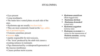 • Eyes present
• Long mouthparts.
• The males have ventral plates on each side of the
anus.
• Hyalomma spp are usually two-host ticks
• They are most commonly found on the legs, udder,
tail or perianal region.
• Festoons sometimes present
• Inornate ticks
• mainly responsible for tick toxicosis,
• The ‘toxin’ produced by the adult tick causes a
sweating sickness in ruminants
• Pigs characterised by a widespread hyperaemia of
the mucous membranes
• Causes profuse moist eczema.
HYALOMMA
 Hyalomma anatolicum
(Bont-legged tick)
 Hyalomma detritum
 Hyalomma dromedarii
(camel tick)
 Hyalomma aegyptium
(tortoise tick)
 Hyalomma excavatum is a
vector for the transmission of
Theileria annulata, causing
tropical theileriosis
 