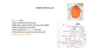 • Inornate ticks
• Eyes and festoons are present
• Males have adanal plates and accessory shields
• Palps & hypostome are short
• Basis capituli are hexagonal dorsally
• Three-host tick (usually) and two-host tick
• First coxa has two spurs
RHIPICEPHALUS
 