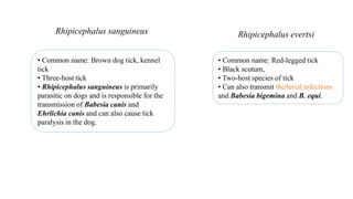 • Common name: Brown dog tick, kennel
tick
• Three-host tick
• Rhipicephalus sanguineus is primarily
parasitic on dogs and is responsible for the
transmission of Babesia canis and
Ehrlichia canis and can also cause tick
paralysis in the dog.
Rhipicephalus sanguineus
• Common name: Red-legged tick
• Black scutum,
• Two-host species of tick
• Can also transmit theilerial infections
and Babesia bigemina and B. equi.
Rhipicephalus evertsi
 