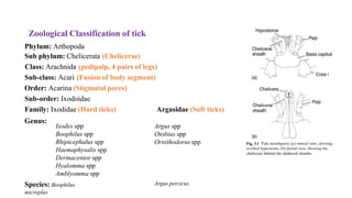 Zoological Classification of tick
Phylum: Arthopoda
Sub phylum: Chelicerata (Chelicerae)
Class: Arachnida (pedipalp, 4 pairs of legs)
Sub-class: Acari (Fusion of body segment)
Order: Acarina (Stigmatal pores)
Sub-order: Ixodoidae
Family: Ixodidae (Hard ticks) Argasidae (Soft ticks)
Genus:
Ixodes spp
Boophilus spp
Rhipicephalus spp
Haemaphysalis spp
Dermacentor spp
Hyalomma spp
Amblyomma spp
Argus spp
Otobius spp
Ornithodorus spp
Species: Boophilus
microplus
Argus percicus
 
