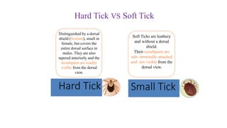 Distinguished by a dorsal
shield (Scutum), small in
female, but covers the
entire dorsal surface in
males. They are also
tapered anteriorly and the
mouthparts are readily
visible from the dorsal
view.
Soft Ticks are leathery
and without a dorsal
shield.
Their mouthparts are
sub- terminally attached
and not visible from the
dorsal view.
Hard Tick Small Tick
Hard Tick VS Soft Tick
 