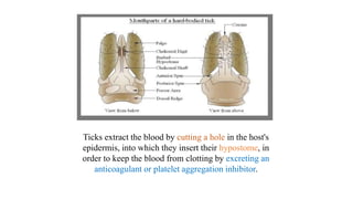 Ticks extract the blood by cutting a hole in the host's
epidermis, into which they insert their hypostome, in
order to keep the blood from clotting by excreting an
anticoagulant or platelet aggregation inhibitor.
 