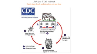 Life Cycle of One Host tick
Each stage feeds and develops on one host
 