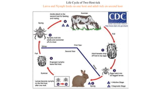 Life Cycle of Two Host tick
Larva and Nymph feeds on one host and adult tick on second host
 