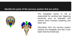 Identify the parts of the nervous system that are active
The Amygdala shown in red is
responsible for sending fear triggering
hormones such as adrenalin and
cortisol which increase breathing and
heart rate.
Information from the nervous system
reaches the Amygdala very fast, much
faster that the frontal lobe.
 