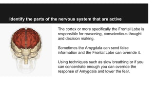 Identify the parts of the nervous system that are active
The cortex or more specifically the Frontal Lobe is
responsible for reasoning, conscientious thought
and decision making.
Sometimes the Amygdala can send false
information and the Frontal Lobe can override it.
Using techniques such as slow breathing or if you
can concentrate enough you can override the
response of Amygdala and lower the fear.
 