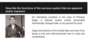 Describe the functions of the nervous system that are apparent
and/or imparent
An interesting condition is the case of Phineas
Gage, a railroad worker whose personality
dramatically changed after a rod pierced his skull.
Gage lost portions of his frontal lobe and went from
being a kind and mild-mannered man to rude and
unrestrained.
 