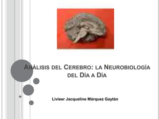 ANÁLISIS DEL CEREBRO: LA NEUROBIOLOGÍA
DEL DÍA A DÍA
Livieer Jacqueline Márquez Gaytán
 