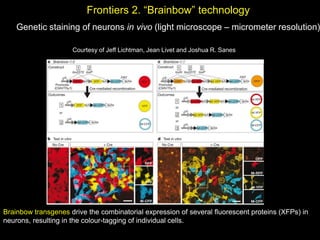 Neuroanatomía presentación sobre el tema | PDF