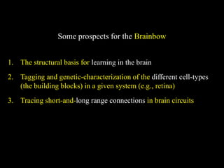 Neuroanatomía presentación sobre el tema | PDF