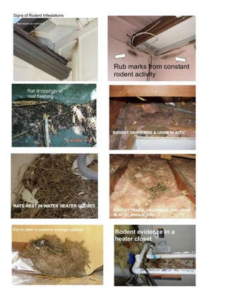 Signs of Rodent Infestations
 
