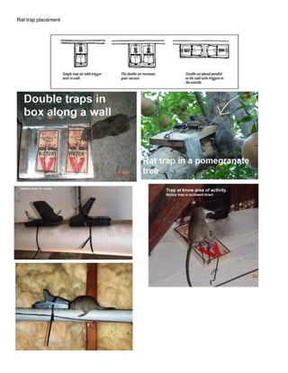 Rat trap placement
 