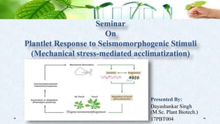 Seminar
On
Plantlet Response to Seismomorphogenic Stimuli
(Mechanical stress-mediated acclimatization)
Presented By:
Dayashankar Singh
(M.Sc. Plant Biotech.)
17PBT004
Thigmo/seismomorphogenesis
 