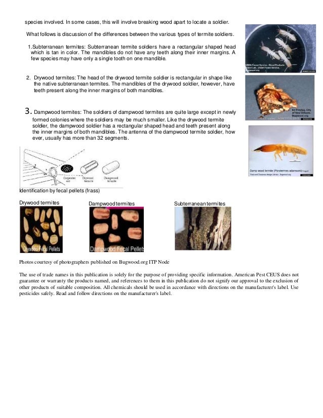 Course TERMITE I.D. Subterranean; Drywood & Dampwood.pptx