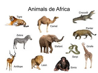 Animals de Africa
Camel
Elefant
Leon
Zebra
Tigre
Girafe
Panter
Crocodil
Serpi
SimioAntilope
 