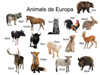 Animals de Europa
Kat
Vaca
Wolf
ReeToro
Kanin
OvcaCervi
Boar
Hund
Vulpe
Caval
Porc
Cok
Urs
 