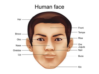 Human face
Har
Brovo
Oko
Nase
Orelobe
Lip
Front
Jugula
Risa
Tempe
Ore
Nari
Buca
Kin
 