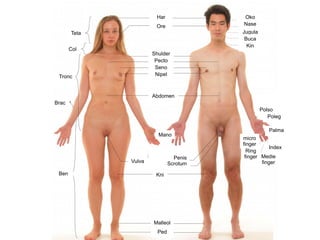 Har
Ore
Col
Teta
Tronc
Brac
Ben
Malleol
Kni
Ped
Vulva
Shulder
Pecto
Penis
Scrotum
Seno
Nipel
Abdomen
Mano
Oko
Malleol
Nase
Jugula
Buca
Kin
Polso
Index
Medie
finger
Ring
finger
micro
finger
Palma
Poleg
 