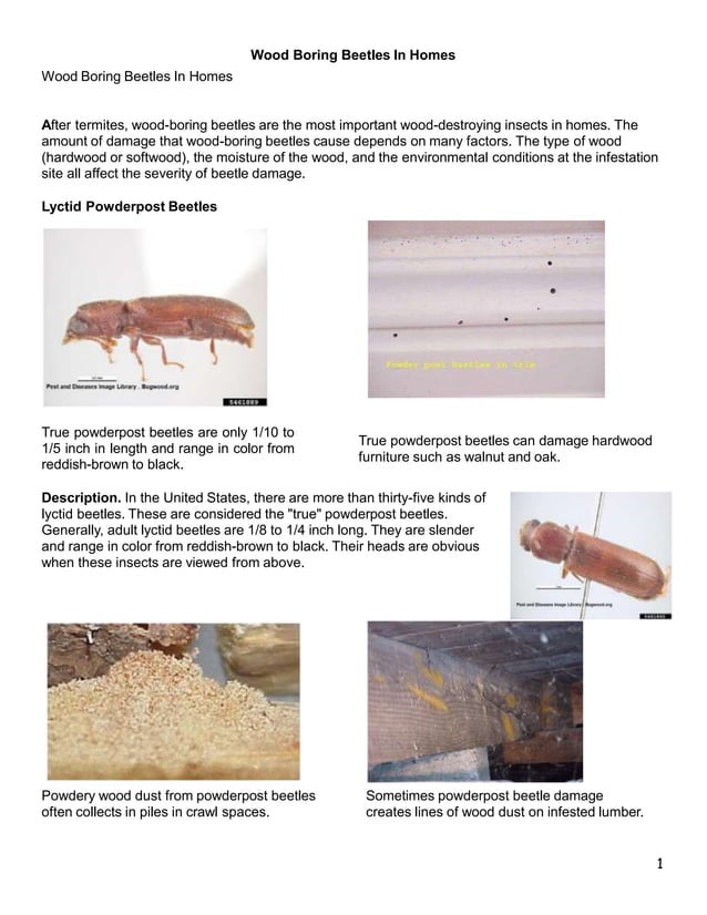 Course Wood boring beetles in homes.pptx
