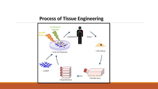 Process of Tissue Engineering
 