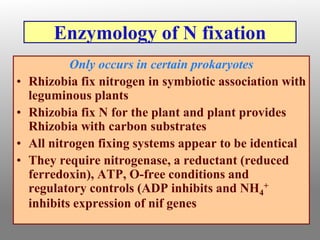 Enzymology of N fixation
Only occurs in certain prokaryotes
• Rhizobia fix nitrogen in symbiotic association with
leguminous plants
• Rhizobia fix N for the plant and plant provides
Rhizobia with carbon substrates
• All nitrogen fixing systems appear to be identical
• They require nitrogenase, a reductant (reduced
ferredoxin), ATP, O-free conditions and
regulatory controls (ADP inhibits and NH4
+
inhibits expression of nif genes
 