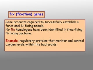 fix (fixation) genes
Gene products required to successfully establish a
functional N-fixing nodule.
No fix homologues have been identified in free-living
N-fixing bacteria.
Example: regulatory proteins that monitor and control
oxygen levels within the bacteroids
 
