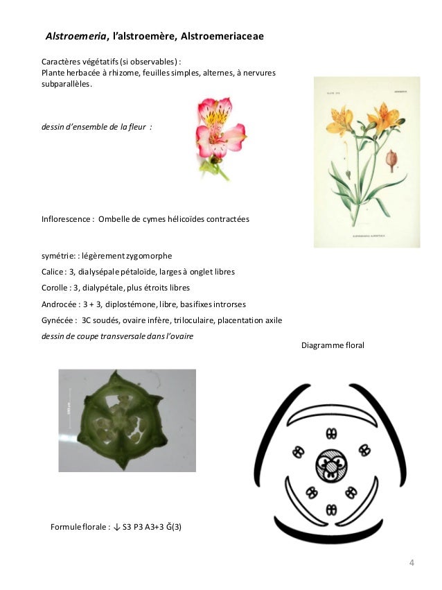 Cours Floristique 2012