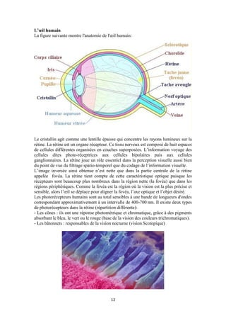 12
L’œil humain
La figure suivante montre l'anatomie de l'œil humain:
Le cristallin agit comme une lentille épaisse qui concentre les rayons lumineux sur la
rétine. La rétine est un organe récepteur. Ce tissu nerveux est composé de huit espaces
de cellules différentes organisées en couches superposées. L’information voyage des
cellules dites photo-réceptrices aux cellules bipolaires puis aux cellules
ganglionnaires. La rétine joue un rôle essentiel dans la perception visuelle aussi bien
du point de vue du filtrage spatio-temporel que du codage de l’information visuelle.
L’image inversée ainsi obtenue n’est nette que dans la partie centrale de la rétine
appelée fovéa. La rétine tient compte de cette caractéristique optique puisque les
récepteurs sont beaucoup plus nombreux dans la région nette (la fovéa) que dans les
régions périphériques. Comme la fovéa est la région où la vision est la plus précise et
sensible, alors l’œil se déplace pour aligner la fovéa, l’axe optique et l’objet désiré.
Les photorécepteurs humains sont au total sensibles à une bande de longueurs d'ondes
correspondant approximativement à un intervalle de 400-700 nm. Il existe deux types
de photorécepteurs dans la rétine (répartition différente):
- Les cônes : ils ont une réponse photométrique et chromatique, grâce à des pigments
absorbant le bleu, le vert ou le rouge (base de la vision des couleurs trichromatiques).
- Les bâtonnets : responsables de la vision nocturne (vision Scotopique)
 