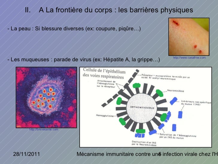 Grippe Et Le Mécanisme En 7 Lettres