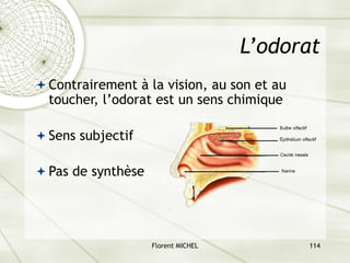 Florent MICHEL 114
L’odorat
ª Contrairement à la vision, au son et au
toucher, l’odorat est un sens chimique
ª Sens subjectif
ª Pas de synthèse
 