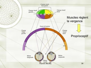 Florent MICHEL 59
Muscles règlent
la vergence
Proprioceptif
 