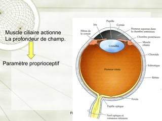 Florent MICHEL 61
Muscle ciliaire actionne
La profondeur de champ.
Paramètre proprioceptif
 