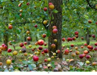 Source : https://www.facebook.com/agiszaloki/photos/a.394962020517233.108885.262164763796960/940443185969111/?type=1&theater
29
 