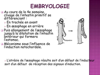 Au cours de la 4e semaine,
clivage de l’intestin primitif se
différenciant :
 En trachée en avant
 En œsophage en arrière
 Puis allongement de l’œsophage
jusqu’à la dilatation de l’intestin
antérieur qui formera
l’estomac.
 Mécanisme sous l’influence de
l’induction notochordale.


L’atrésie de l’œsophage résulte soit d’un défaut de l’inducteur
soit d’un défaut de réception des signaux d’induction.


 