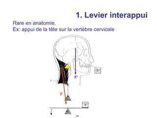 1. Levier interappui
Rare en anatomie.
Ex: appui de la tête sur la vertèbre cervicale




                           F’



                     F
 