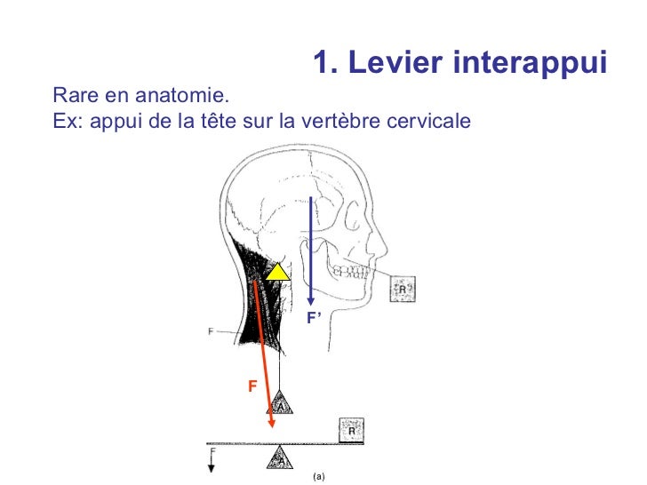 Cours leviers anatomie