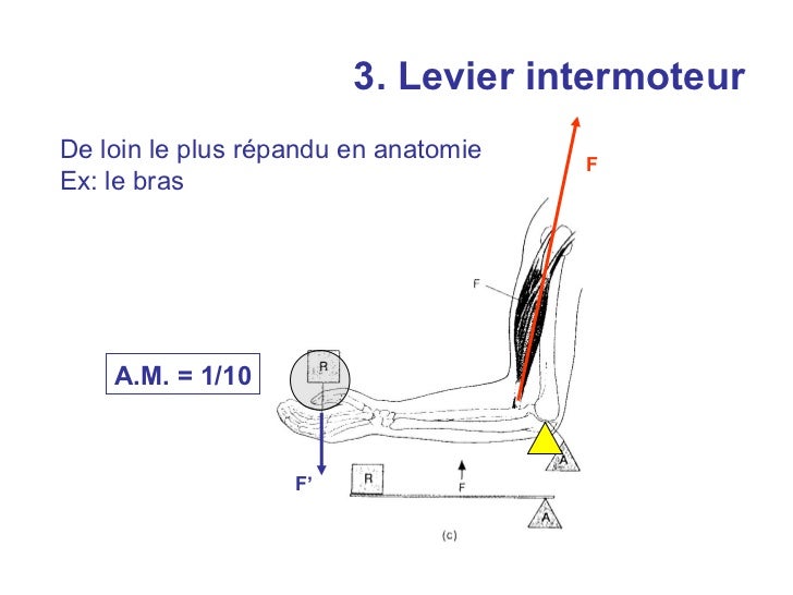 Cours leviers anatomie
